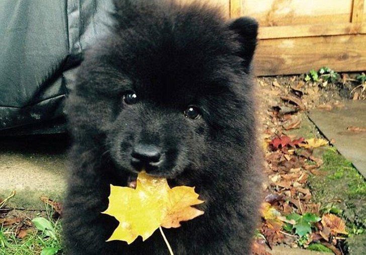 Family buys dog, but when the vet sees him, he calls the police