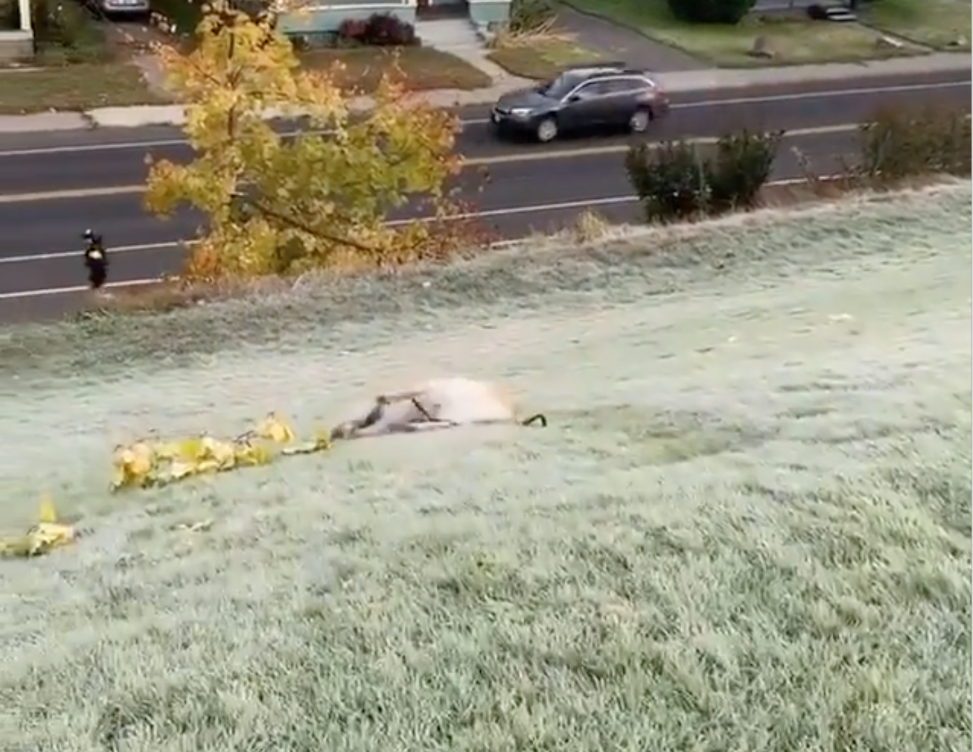 Instagram / leny_the_retreiver