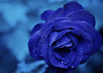The rose: a symbol of beauty and love