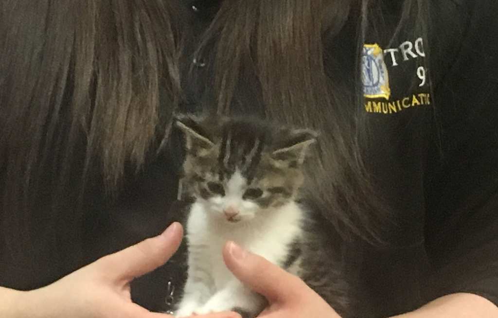 Police department hires new kitten to the force
