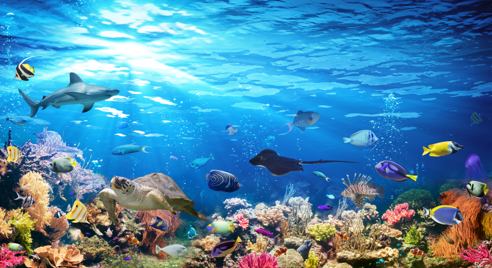 Can we bring the oceans back to life?