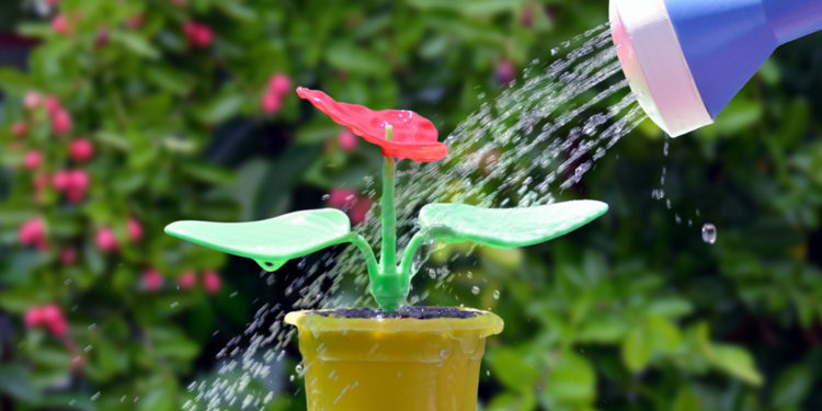 The tragic story of a woman who watered a fake plant for two years