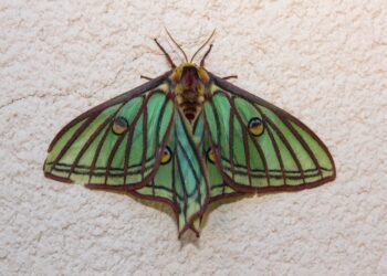 Exploring the Wonders of the Rare Spanish Moon Moth