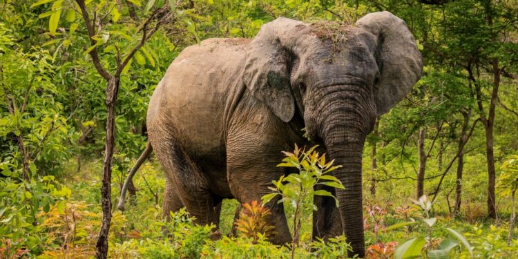 Discovering the Natural Beauty of Mole National Park in Ivory Coast
