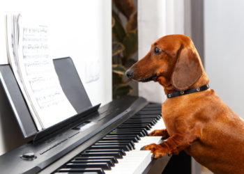 Babysitting your cat or dog with music or television