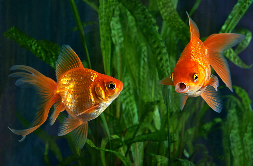 What is the perfect water temperature for a goldfish?