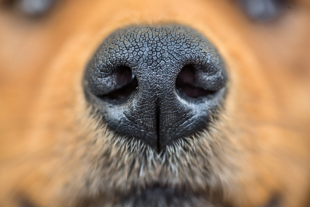 Amazing things that dogs can smell